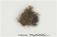 藏品(砂苔屬)的圖片